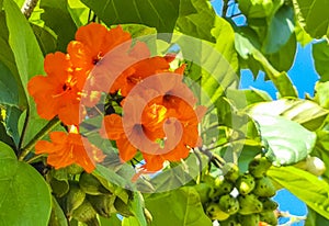Kou Cordia subcordata flowering tree with orange flowers in Mexico