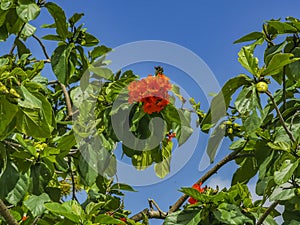 Kou Cordia subcordata flowering tree with orange flowers in Mexico