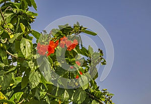 Kou Cordia subcordata flowering tree with orange flowers in Mexico