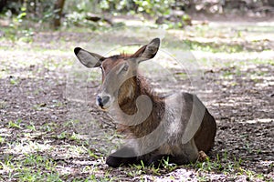 Koudou sleeping on the floor