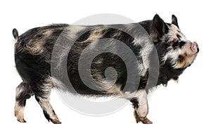 Kounini pig