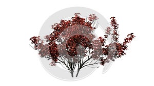 Kousa Dogwood in autumn - isolated on white background