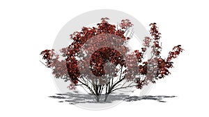 Kousa Dogwood in autumn with shadow on the floor - isolated on white background