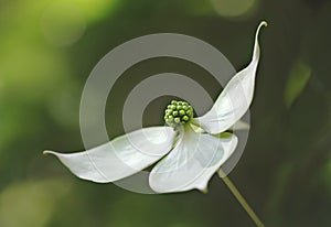 Kousa Dogwood Bloom photo