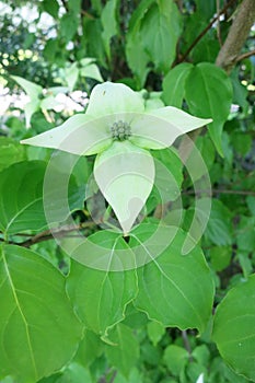 Kousa dogwood (Cornus kousa)