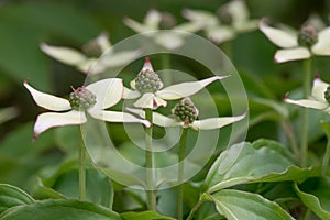 Kousa dogwood, Cornus kousa, close-up green-white flowers photo