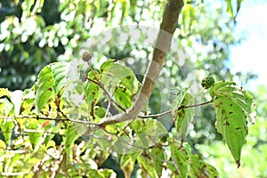 Kousa dogwood ( Cornus kousa ) unripe berries.