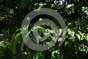 Kousa dogwood ( Cornus kousa ) unripe berries.