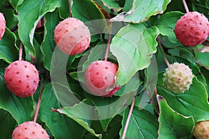 Kousa dogwood fruit photo