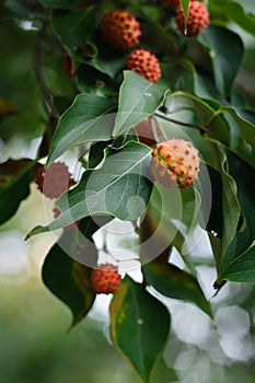 Kousa Dogwood Fruit