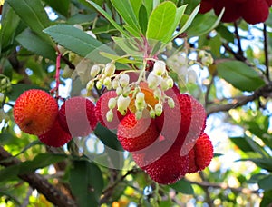 Kousa Dogwood Fruit and Flowers photo