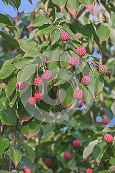 Kousa dogwood fruits