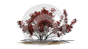 Kousa Dogwood on sand area in autumn with shadow on the floor - isolated on white background