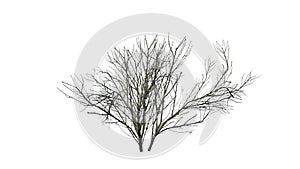 Kousa Dogwood in winter - isolated on white background