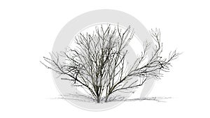 Kousa Dogwood in winter with shadow on the floor - isolated on white background