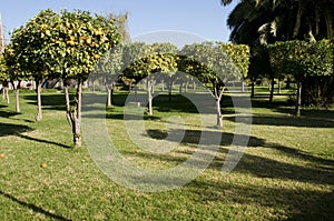 Koutoubia garden, Marrakesh.