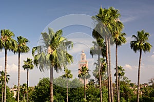 Koutoubia Mosque minaret between the palms. Marrakech. Morocco