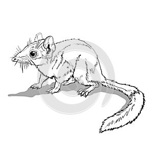 Kovari marsupial mouse. Cute brown animal sitting on a branch. Mouse, a rodent with a long tail. Coloring page for