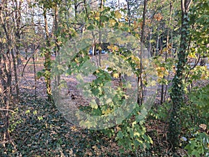 Kovin old city vegetation in autumn