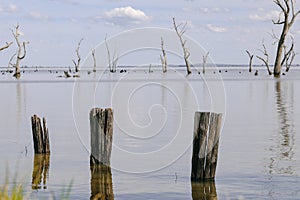 Kow Swamp, Victoria Australia. Water scene with dead trees