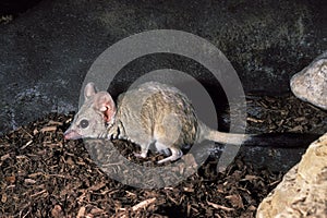 Kowari or Brush Tailed Marsupial Rat, dasyuroides byrnei, Small Carnivorous Marsupial native to Australia