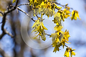 Kowhai Blooms