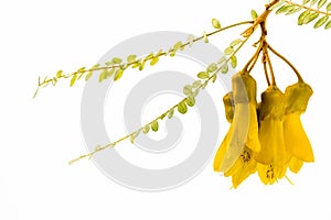 Kowhai flower isolated on a white background