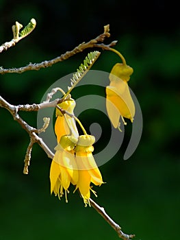 Kowhai Flowers