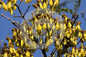 Kowhai Flowers