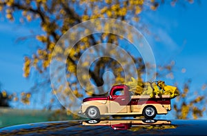 Kowhai Flowers Load