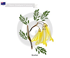 Kowhai Flowers, The National Flower of New Zealand