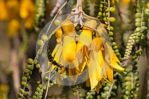 Kowhai tree flower in springtime