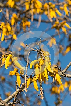 Kowhai tree flowers