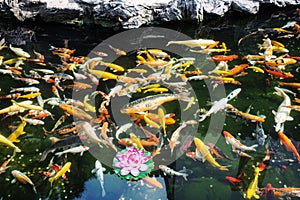 Koy fish in the The Jade Buddha Temple shanghai china