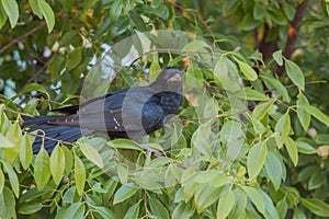 Koyal perching on a sandal tree