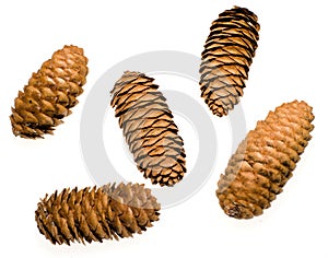 Koyamai Spruce Cones