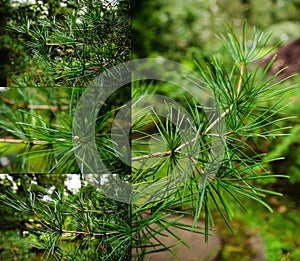 Koyamaki, Japanese umbrella-pine