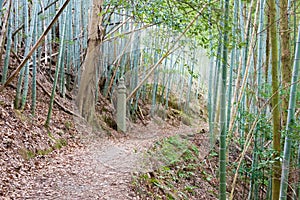 Koyasan choishi-michi in Kudoyama, Wakayama, Japan. It is part of the