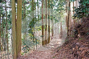 Koyasan choishi-michi in Kudoyama, Wakayama, Japan. It is part of the