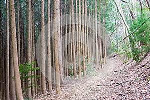 Koyasan choishi-michi in Kudoyama, Wakayama, Japan. It is part of the