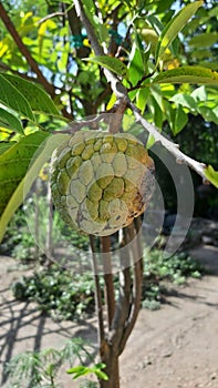 Koyo Solar Fruit photo