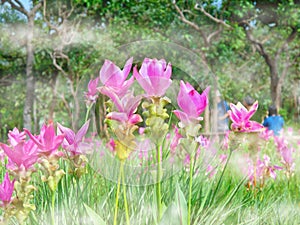 Kra Jiao or Pink Siam Tulip Flower Blossom, soft focus