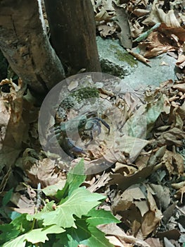 A krab i meet in holydays in forrest photo