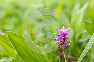 Krachai flower green tone background photo