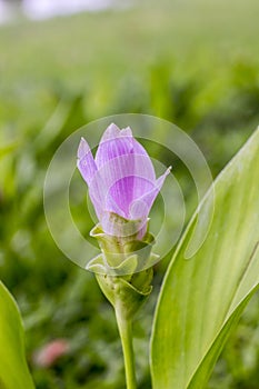 Krachai flower green tone photo