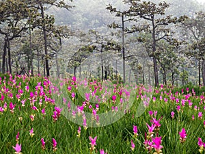 Krachiao flowers