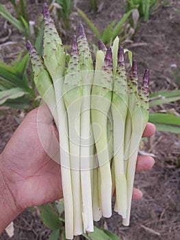 Krachiao flowers, vegetable flowers, edible flowers