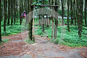 Kragilan Pine Forest