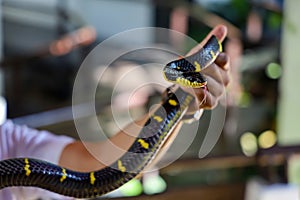 The Krait snake show tongue on asia man hand in thailand