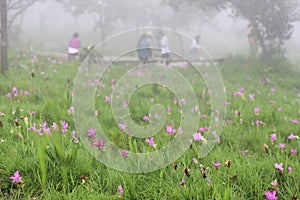 Krajeo Field Pa Hin Ngam National park is located in the forest, which is located in the beautiful stone Thep Sathit District, Cha